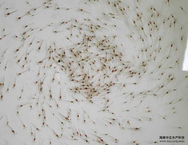 ��(y��u)�|(zh��)�r��(P10)